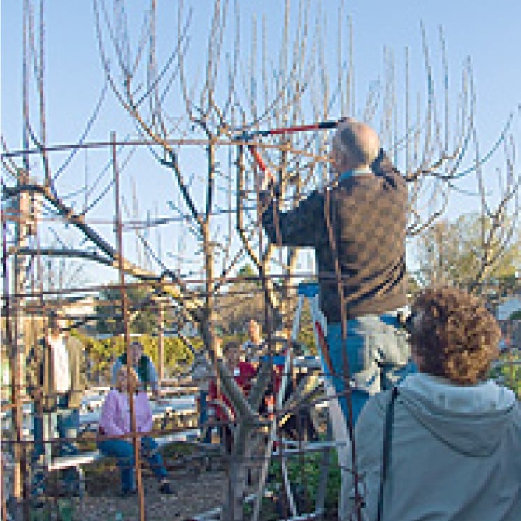 Find a green gardener