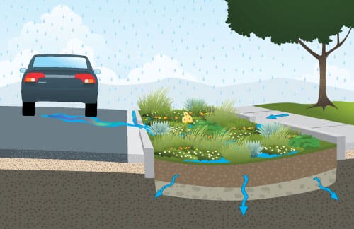 Rain garden graphic